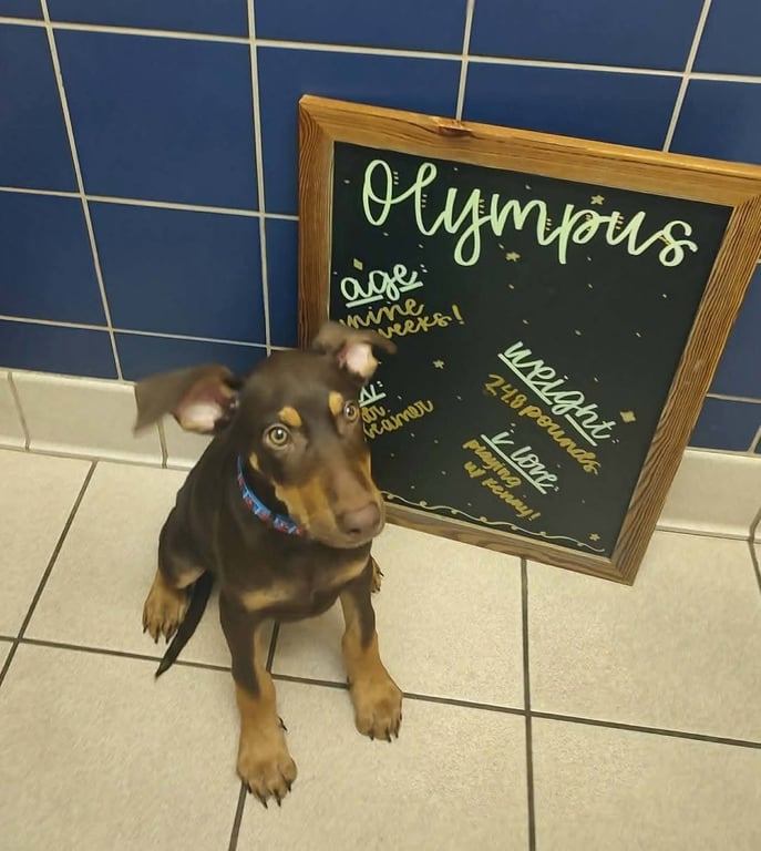 Olympus Image