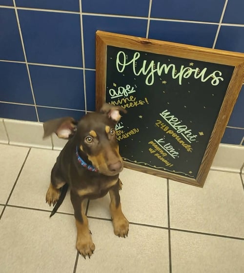 OLYMPUS - Doberman Pinscher / German Shepherd Dog for adoption in Cleveland