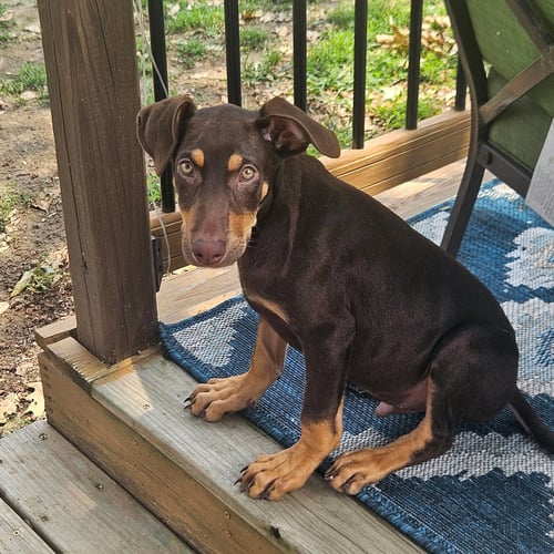 OLYMPUS - Doberman Pinscher / German Shepherd Dog available for adoption