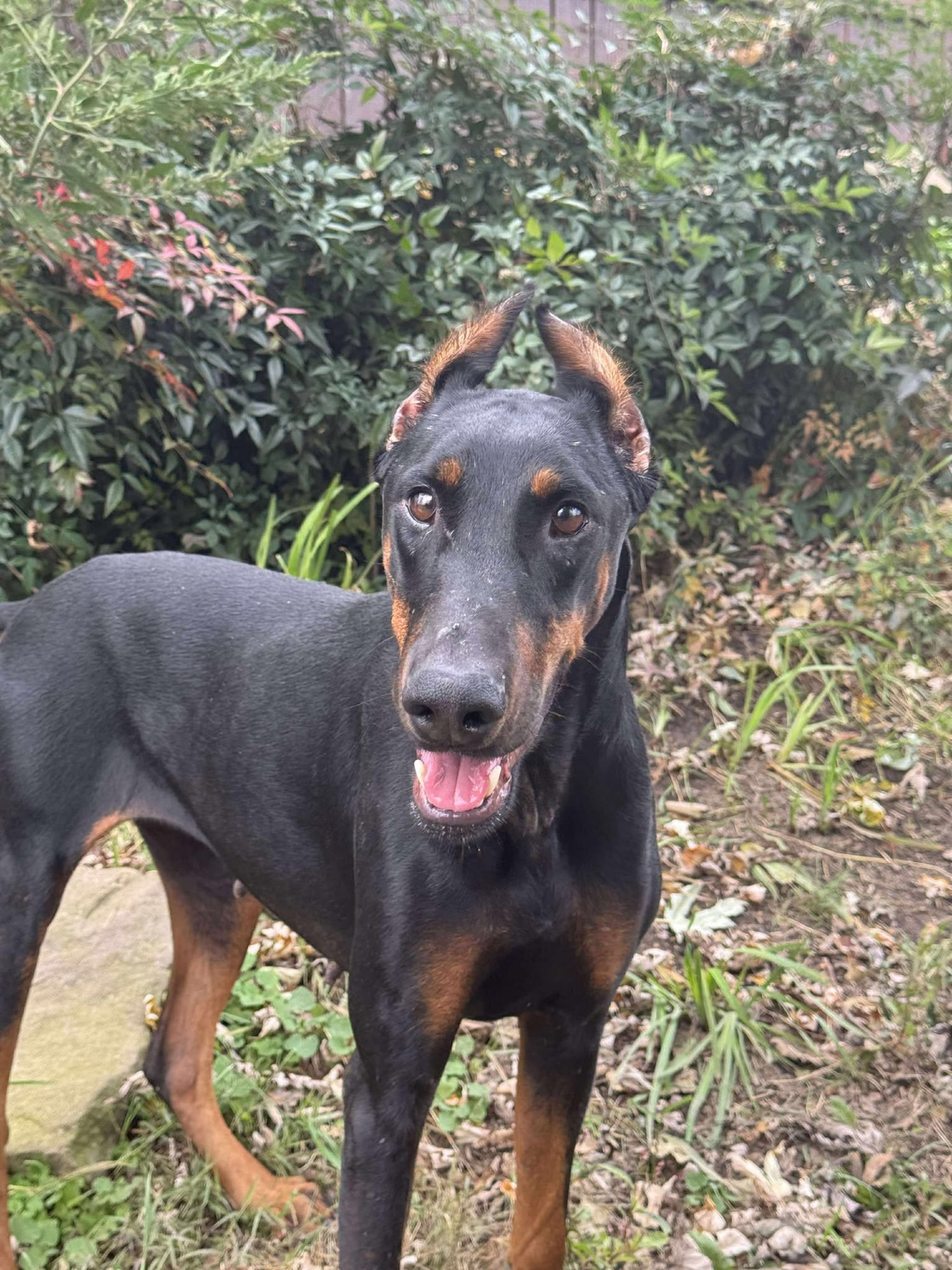 MONKEY - Doberman Pinscher available for adoption