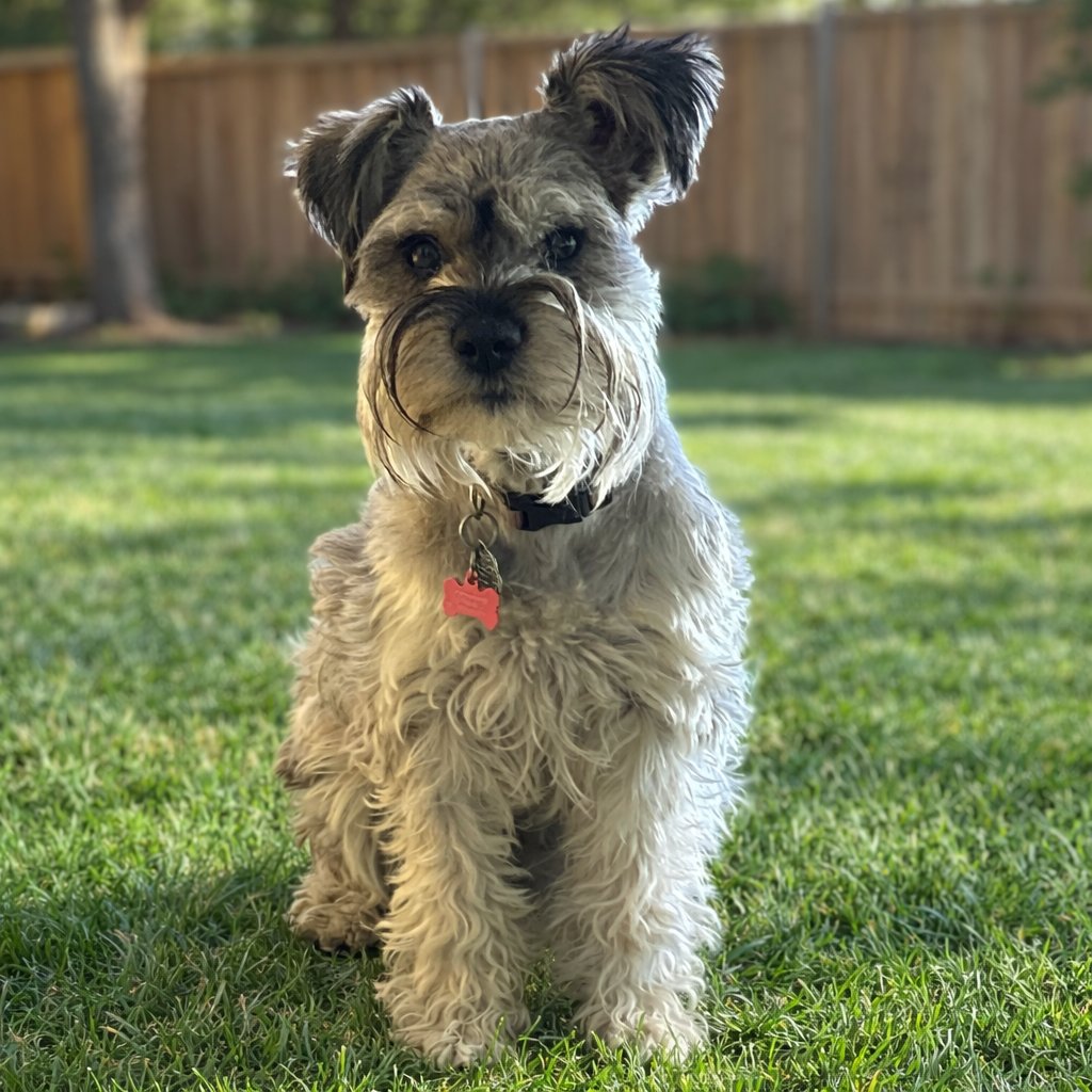 LUCY - Miniature Schnauzer available for adoption