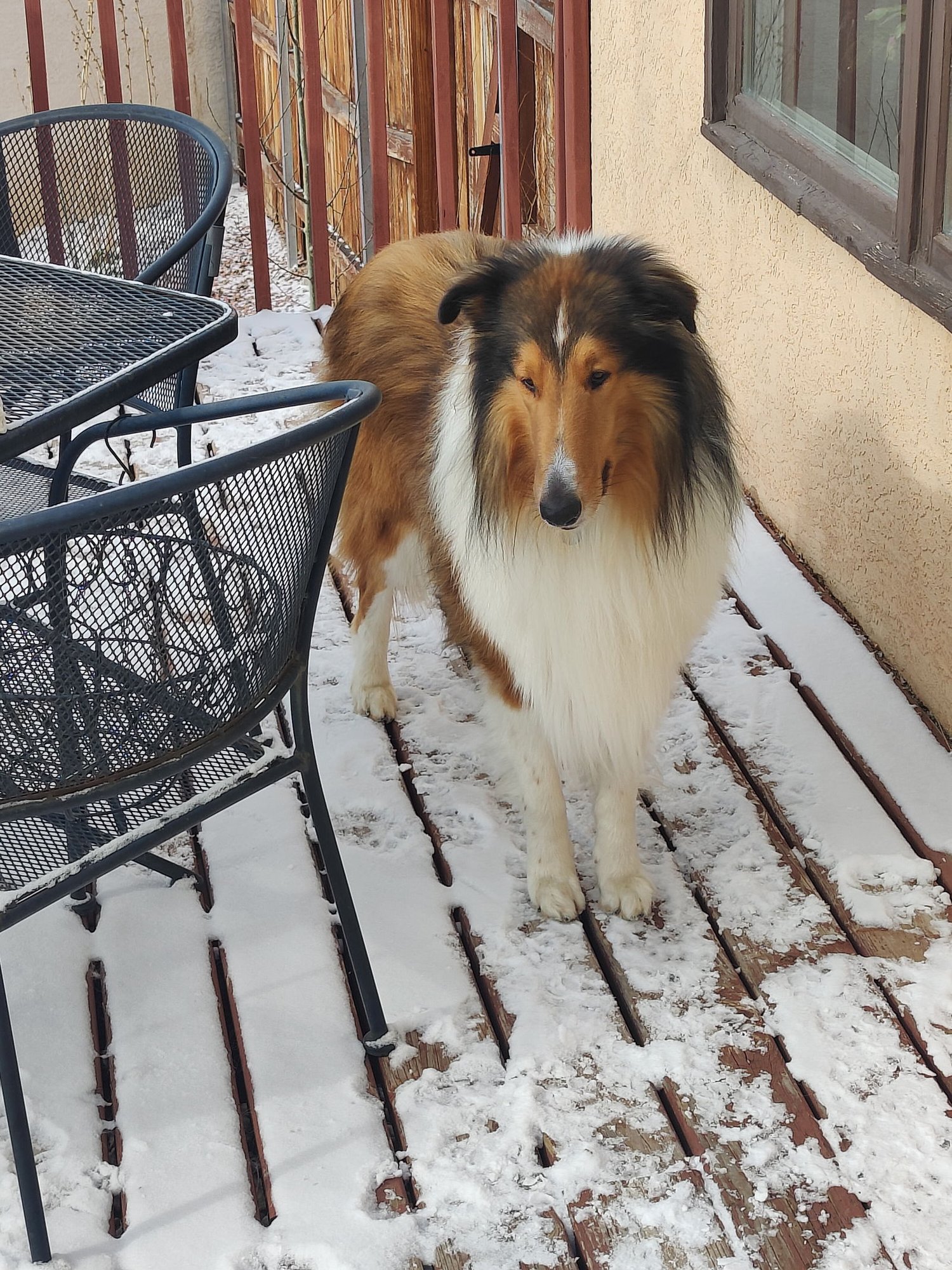 HENRY - Collie available for adoption