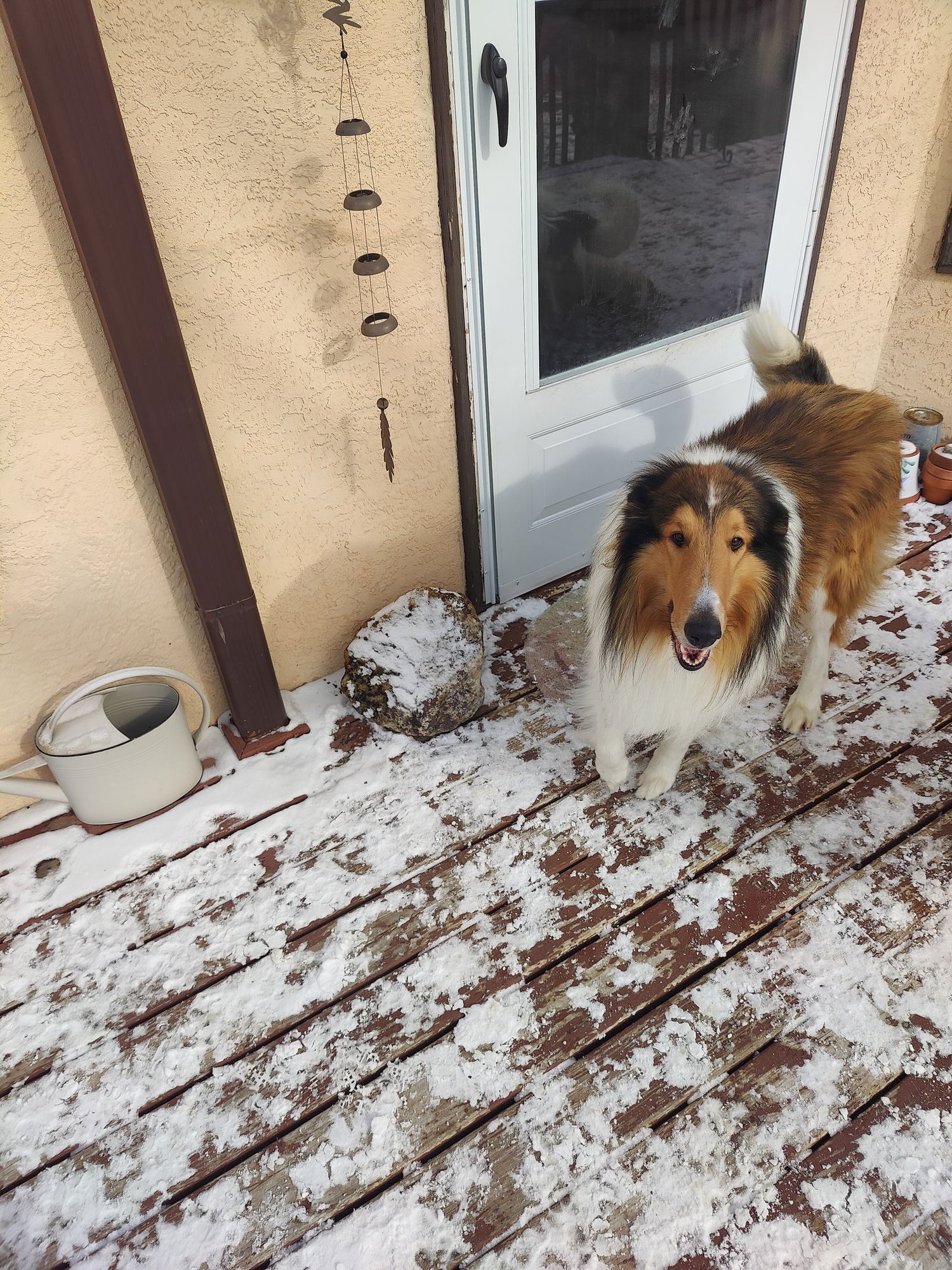 HENRY - Collie available for adoption