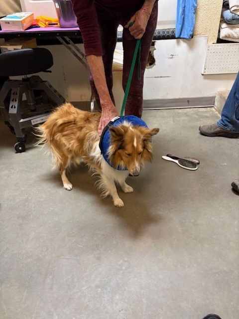 LENNOX - Shetland Sheepdog Sheltie available for adoption
