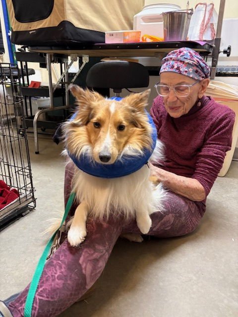 LENNOX - Shetland Sheepdog Sheltie available for adoption