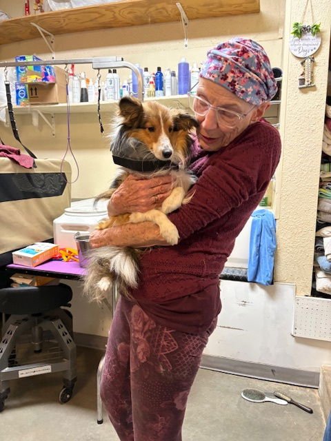 LOCH - Shetland Sheepdog Sheltie available for adoption