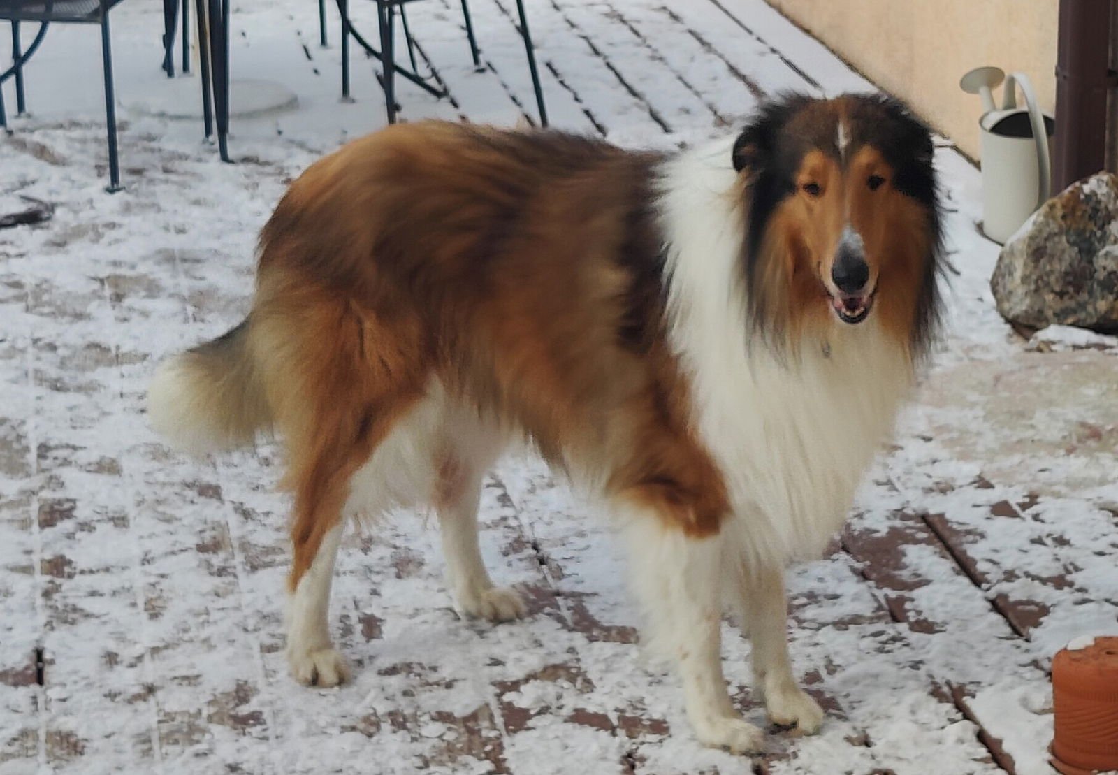 MAC - Collie available for adoption