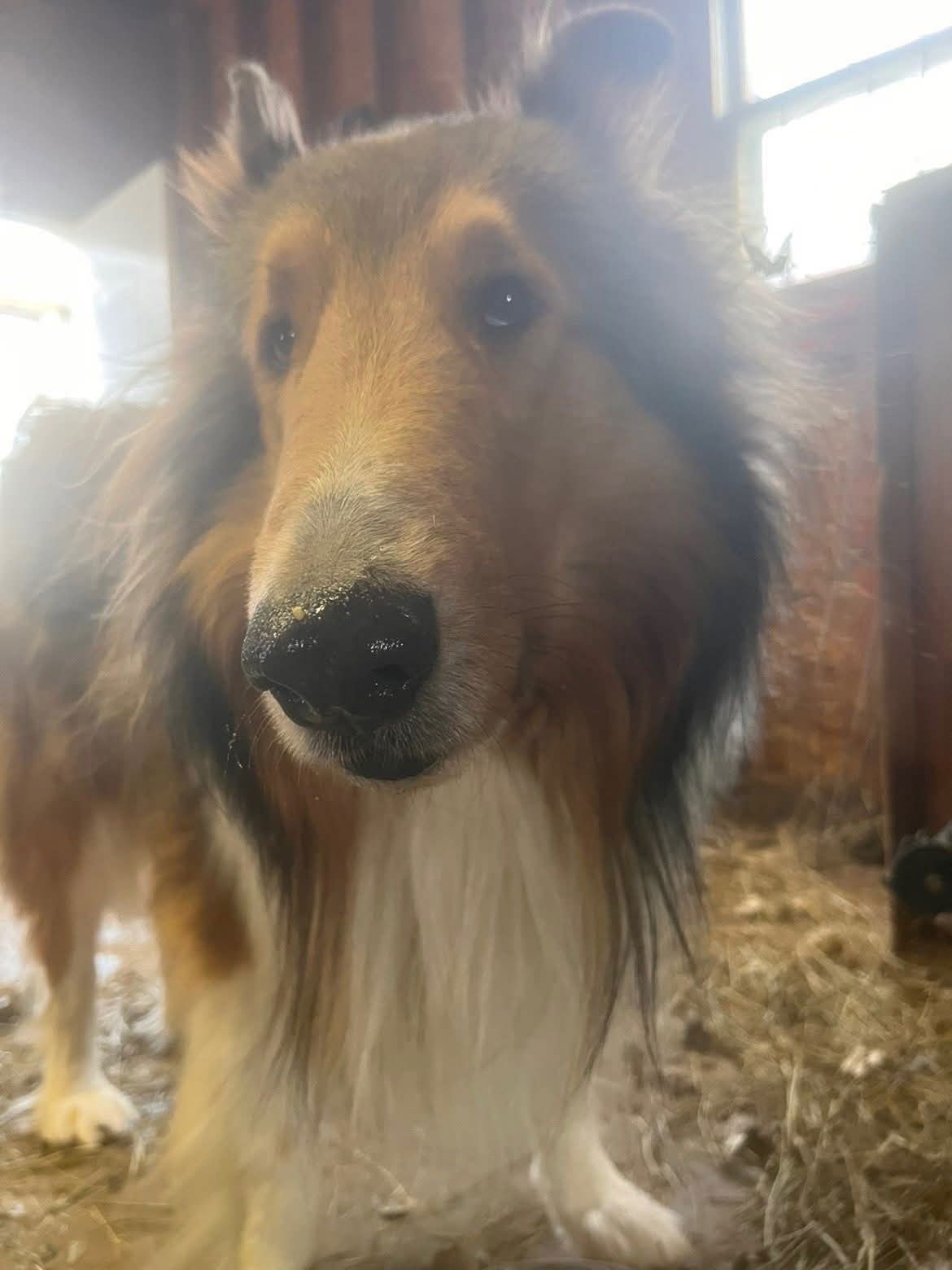 MAC - Collie available for adoption