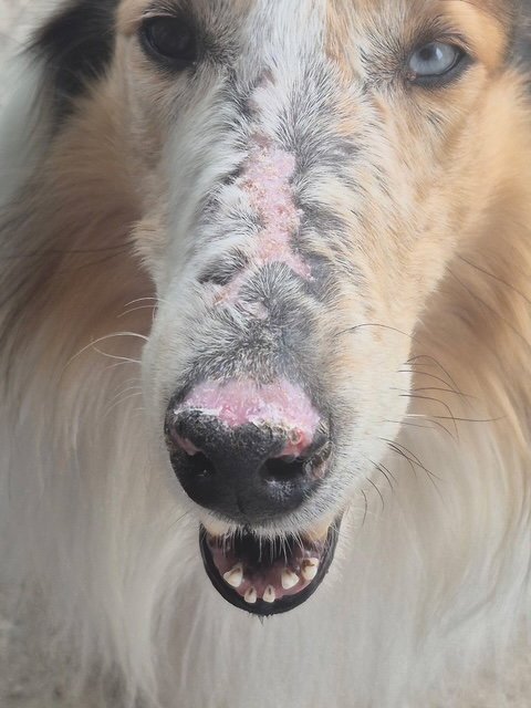 BANDIT - Collie available for adoption