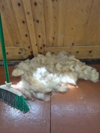 Bandit - Photo 3