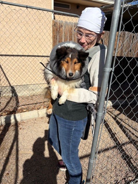THISTLE - Shetland Sheepdog Sheltie available for adoption