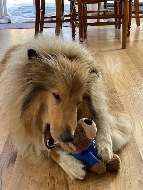 WYNN - Collie available for adoption