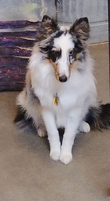 DUFFY - Shetland Sheepdog Sheltie available for adoption