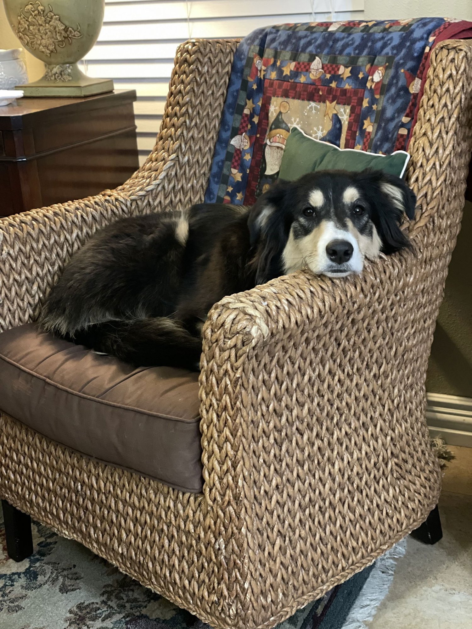 ELEANOR - Collie / Border Collie available for adoption