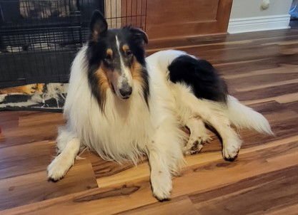 FINNEGAN - Collie available for adoption