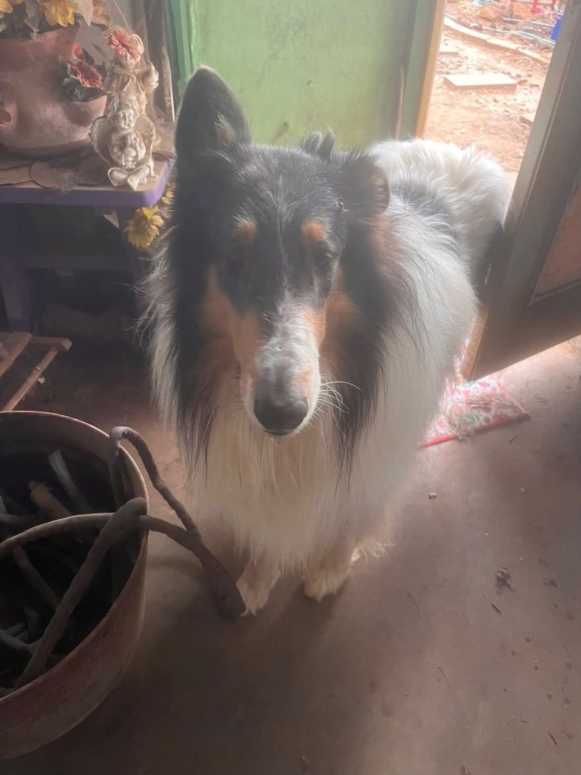FINNEGAN - Collie available for adoption