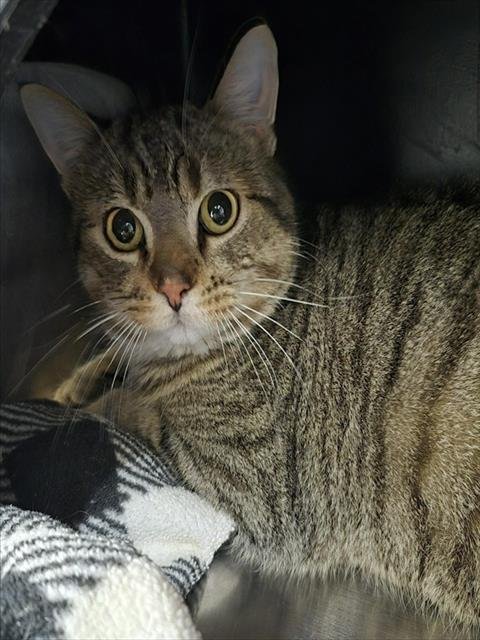 SPUNK - Domestic Short Hair available for adoption