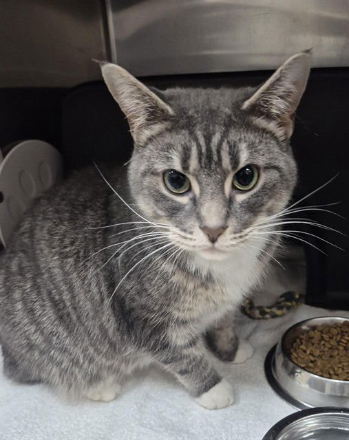 VIOLET - Domestic Short Hair available for adoption