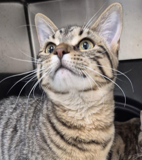 LLAMA - Domestic Short Hair available for adoption