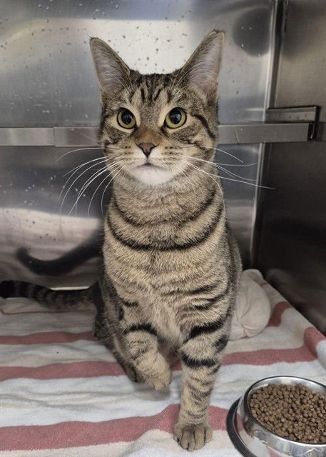 ZOSER - Domestic Short Hair available for adoption