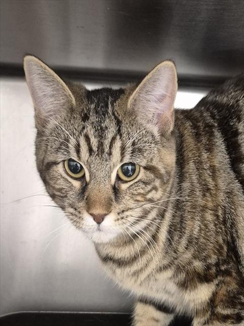 KOALA - Domestic Short Hair available for adoption