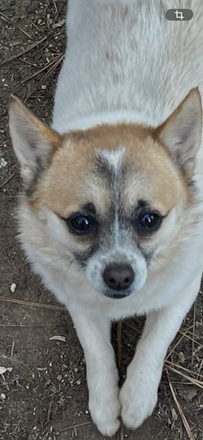 MIA & SHARI (MOM/PUP DUO)/POM/CHI MIX - Pomeranian / Chihuahua available for adoption