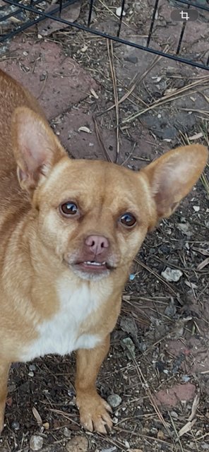 Mia & Shari (Mom/pup duo)/POM/CHI Mix - Photo 3
