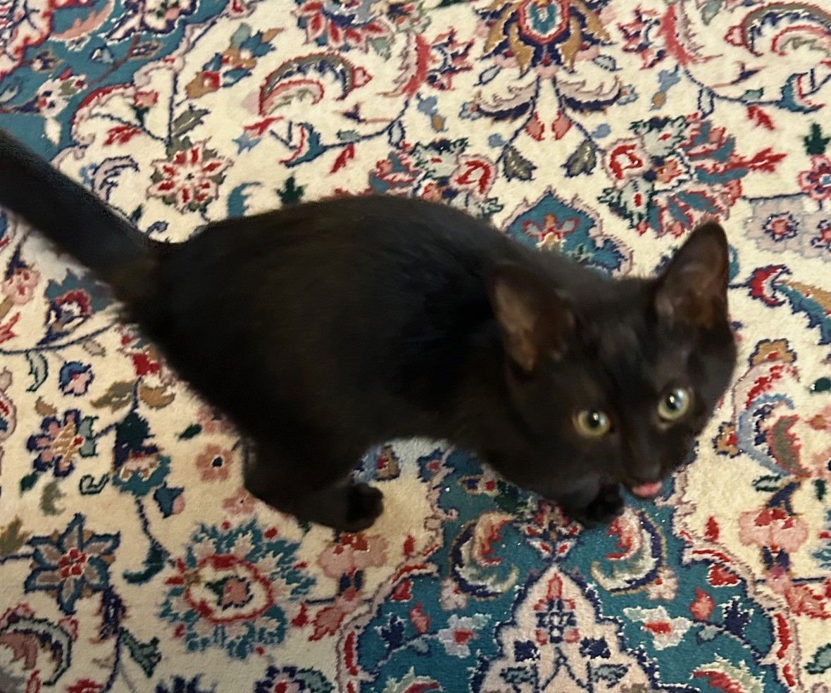 MILEY - HEAR ME ROAR - FOSTER TO ADOPT - Bombay available for adoption