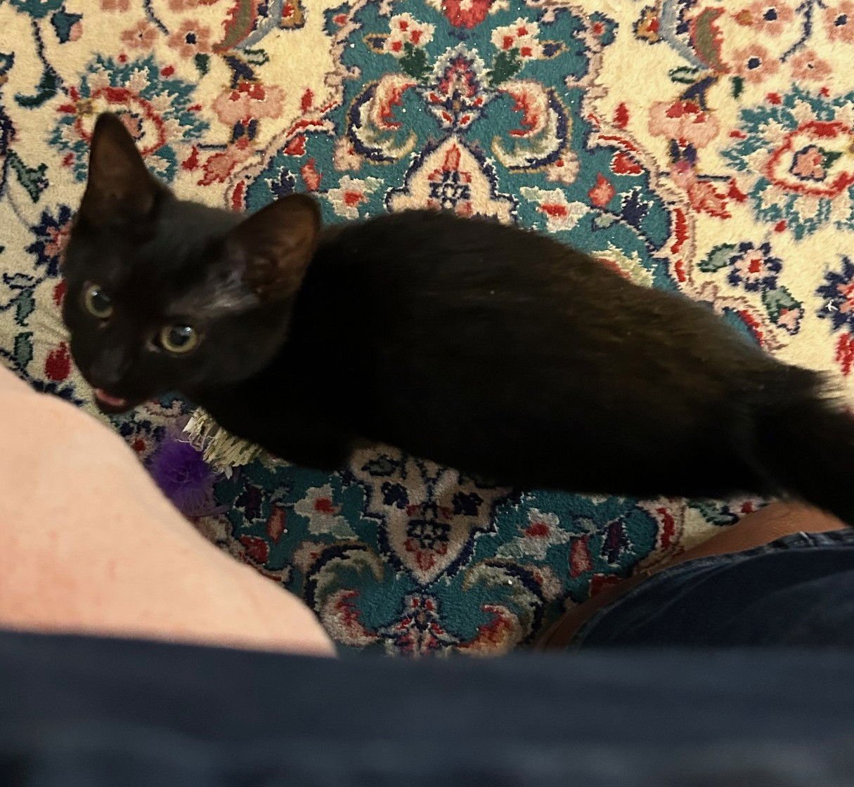 MILEY - HEAR ME ROAR - FOSTER TO ADOPT - Bombay available for adoption