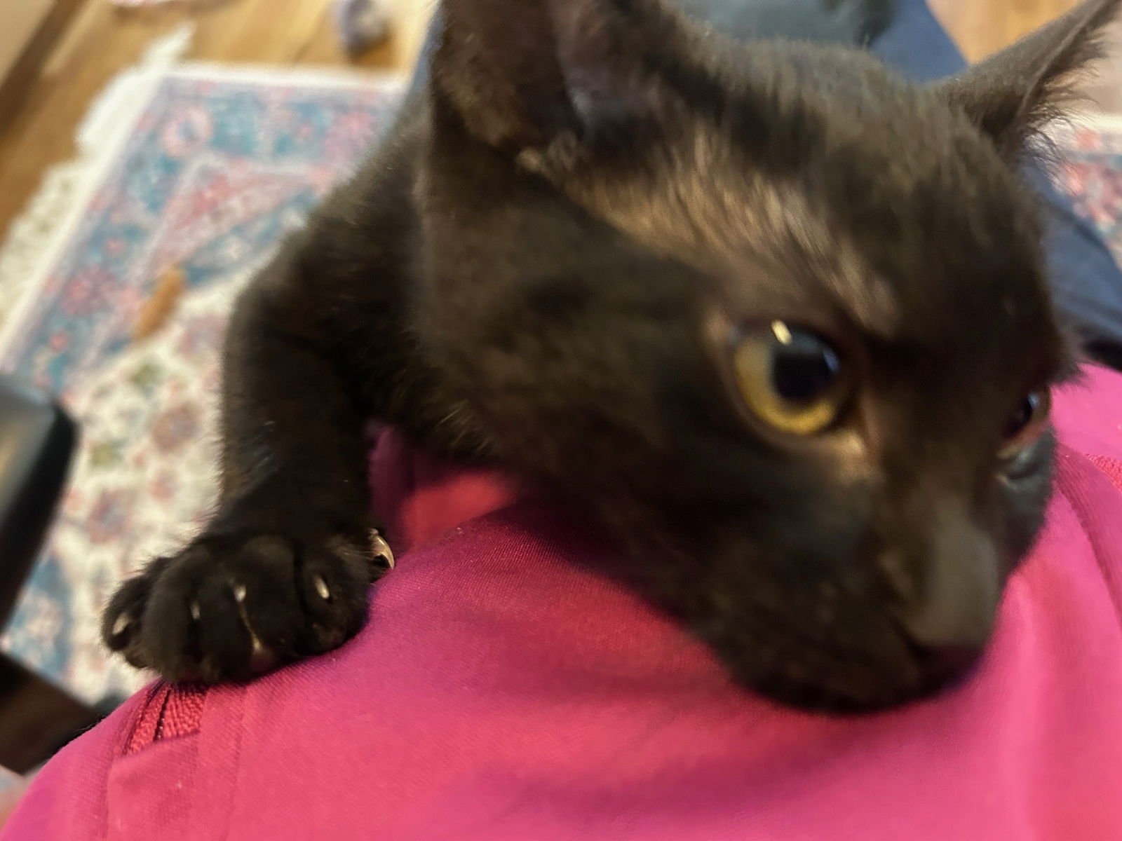 Miley - Hear Me Roar - Foster to Adopt - Photo 3