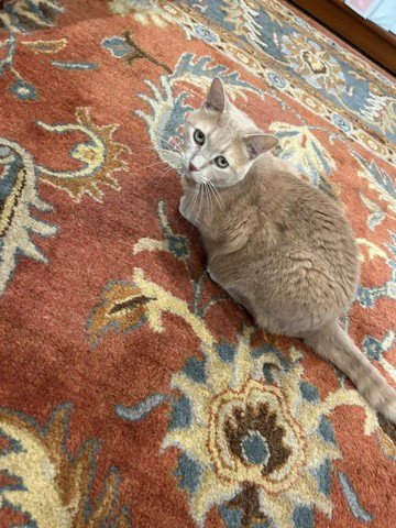 CHEEKY NEEDS A FOSTER/PERM ASAP! UNIQUE LOVELY GIR - American Shorthair / Domestic Short Hair available for adoption