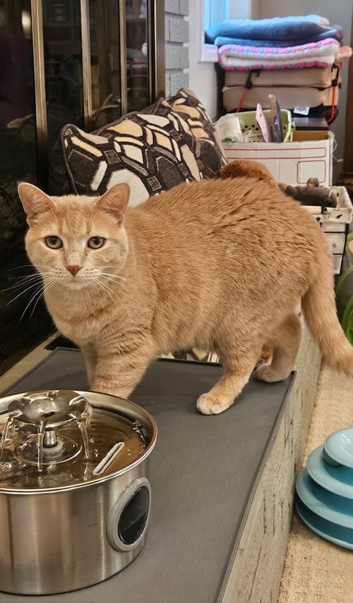 CHEEKY - FOSTER/PERM ASAP! UNIQUE LOVELY GIR - American Shorthair / Domestic Short Hair available for adoption