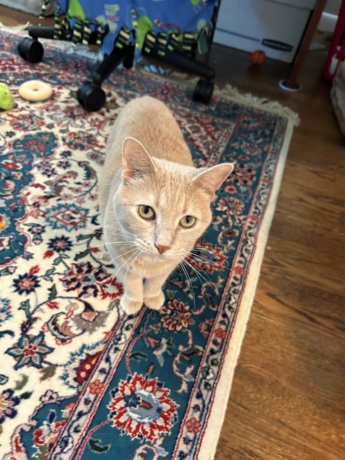 CHEEKY NEEDS A FOSTER/PERM ASAP! UNIQUE LOVELY GIR - American Shorthair / Domestic Short Hair available for adoption