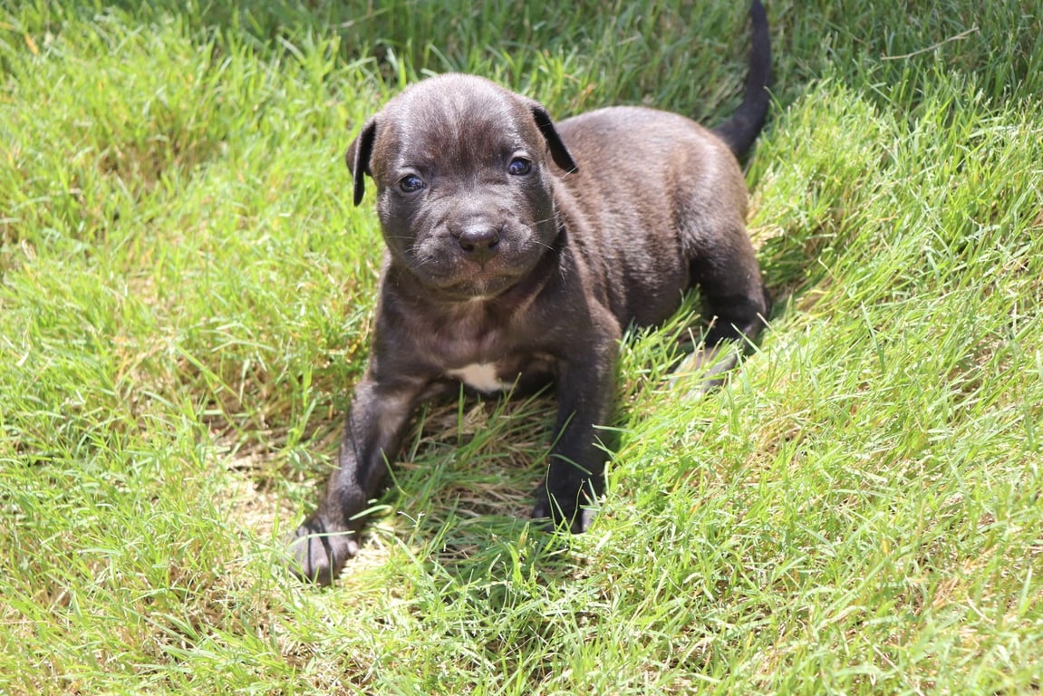 Athena - The Goddess of Wisdom and Puppy Kisses Image