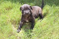 Athena - The Goddess of Wisdom and Puppy Kisses - Photo 1
