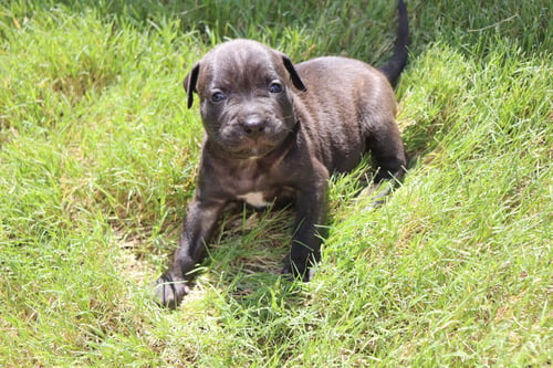 ATHENA - THE GODDESS OF WISDOM AND PUPPY KISSES - American Staffordshire Terrier / Labrador Retriever available for adoption