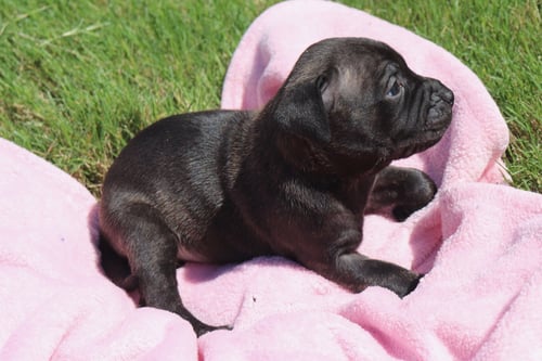ATHENA - THE GODDESS OF WISDOM AND PUPPY KISSES - American Staffordshire Terrier / Labrador Retriever available for adoption