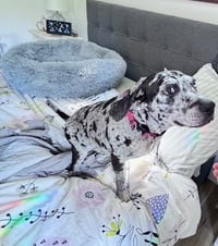 Maggie the Marvel -  GRAY/BLACK Catahoula JEWEL! - Photo 12