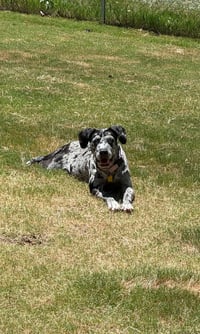 Maggie the Marvel -  GRAY/BLACK Catahoula JEWEL! - Photo 6