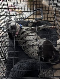 Maggie the Marvel -  GRAY/BLACK Catahoula JEWEL! - Photo 11