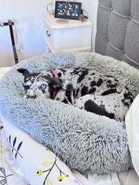 Maggie the Marvel -  GRAY/BLACK Catahoula JEWEL! - Photo 13