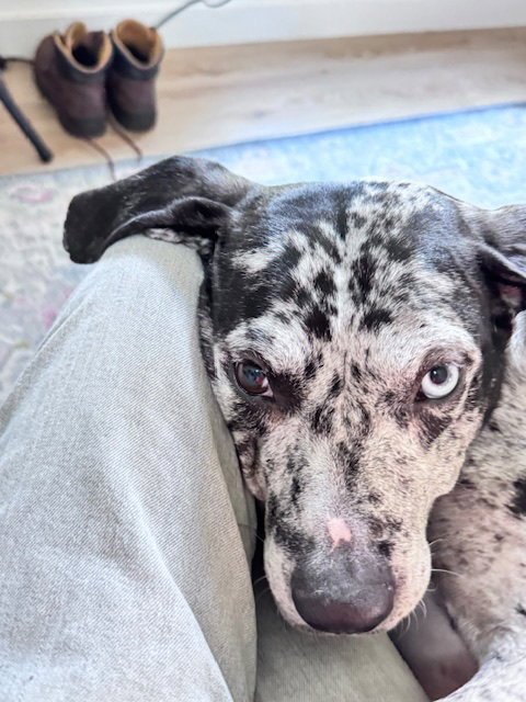 MAGGIE THE MARVEL -  GRAY/BLACK CATAHOULA JEWEL! - Catahoula Leopard Dog / Black and Tan Coonhound available for adoption
