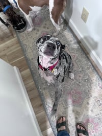 Maggie the Marvel -  GRAY/BLACK Catahoula JEWEL! - Photo 10