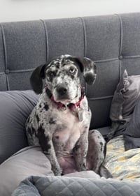 Maggie the Marvel -  GRAY/BLACK Catahoula JEWEL! - Photo 5
