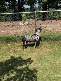 Maggie the Marvel -  GRAY/BLACK Catahoula JEWEL! - Photo 9