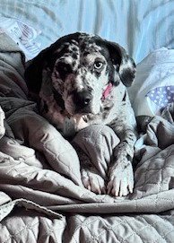 Maggie the Marvel -  GRAY/BLACK Catahoula JEWEL! - Photo 4