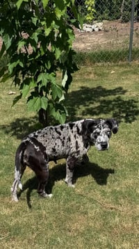Maggie the Marvel -  GRAY/BLACK Catahoula JEWEL! - Photo 8
