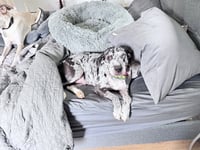 Maggie the Marvel -  GRAY/BLACK Catahoula JEWEL! - Photo 14