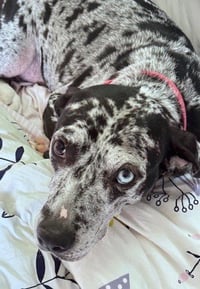 Maggie the Marvel -  GRAY/BLACK Catahoula JEWEL! - Photo 3