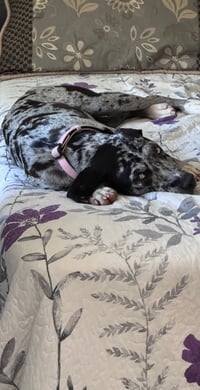 Maggie the Marvel -  GRAY/BLACK Catahoula JEWEL! - Photo 7